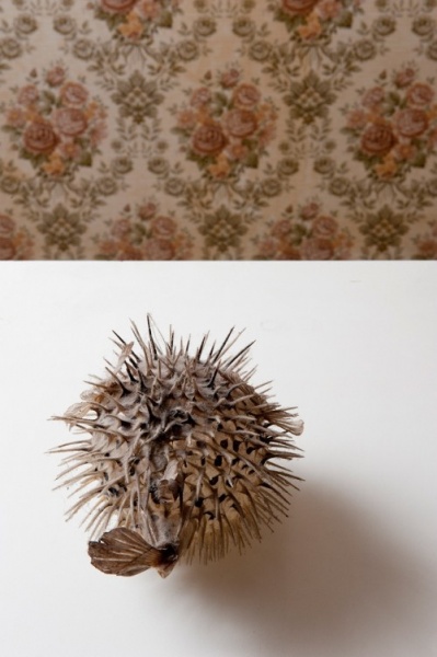 iovino_faunedomestique_04