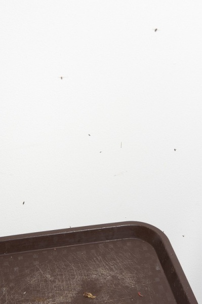 iovino_faunedomestique_14